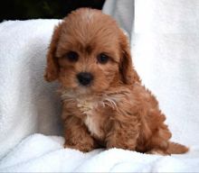 Cavapoo puppies ready for adoption