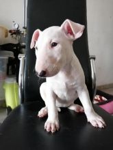 CBCA Bull Terrier puppies