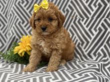 CBCA Cavapoo puppies