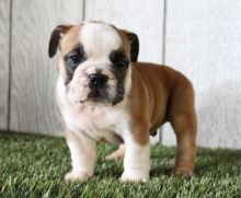 CBCA English Bulldog puppies