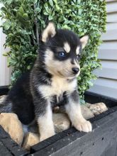 CBCA Pomsky puppies