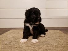 CBCA Portuguese Water Dog puppies