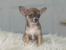 Chihuahua puppies