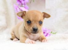 Chihuahua puppies, (boy and girl)