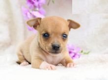 Chihuahua puppies, (boy and girl)