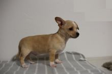 Chihuahua puppies for adoption