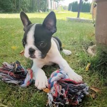 Cute CKC boston terrier puppies looking for love family txt denisportman500@gmail.com