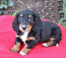 Dachshund puppies, (boy and girl)