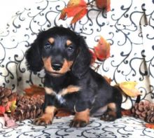 Dachshunds,2 left.