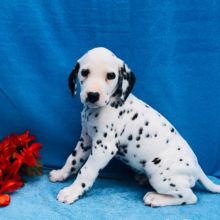 Dalmatian puppies