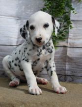 Dalmatian puppies, (boy and girl)