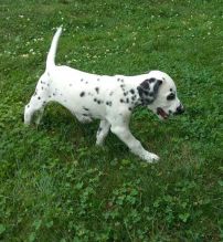 Dalmatian puppies for adoption