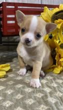 darling male and female T-Cup Chihuahua puppies For Adoption txt (lindsayurbin@gmail.com)