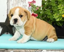 English Bulldog puppies for adoption