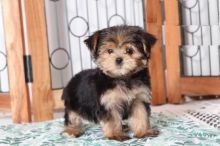 Morkies,2 left.