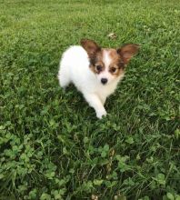 Papillon puppies