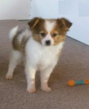 Papillon puppies, (boy and girl)