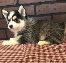 Pomsky puppies