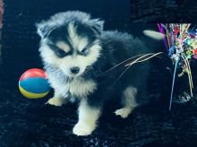 Pomsky puppies, (boy and girl)