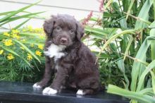 Portuguese Water Dog puppies