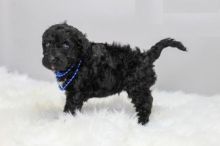 Portuguese Water Dog puppies, (boy and girl)