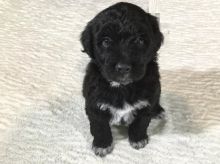 Portuguese Water Dog puppies for adoption