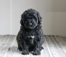 Portuguese Water Dogs,2 left.