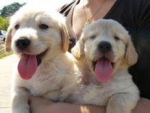 Xmas Golden Retriever Puppies For Adoption .