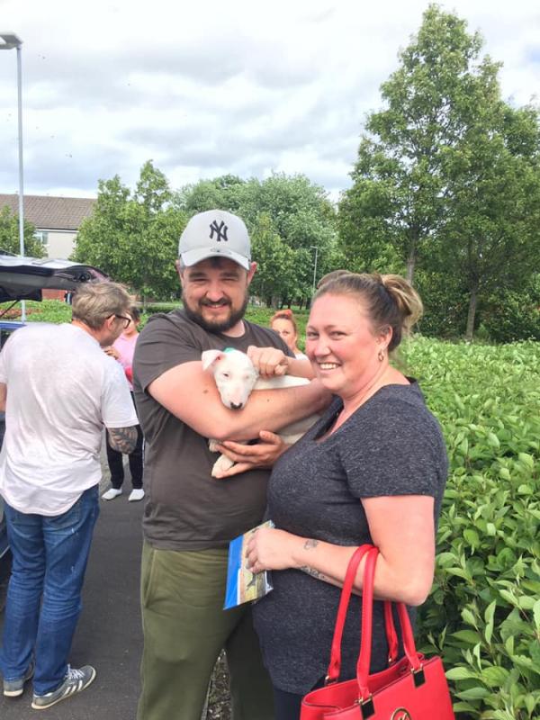 Bull Terrier puppies, (boy and girl) Image eClassifieds4u