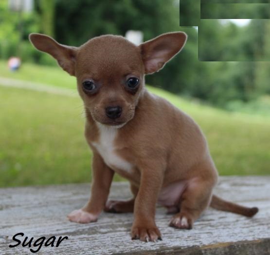 CBCA Chihuahua puppies Image eClassifieds4u