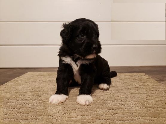 CBCA Portuguese Water Dog puppies Image eClassifieds4u