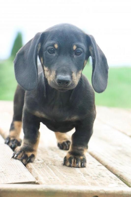 Dachshund puppies Image eClassifieds4u