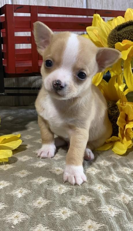 darling male and female T-Cup Chihuahua puppies For Adoption txt (lindsayurbin@gmail.com) Image eClassifieds4u