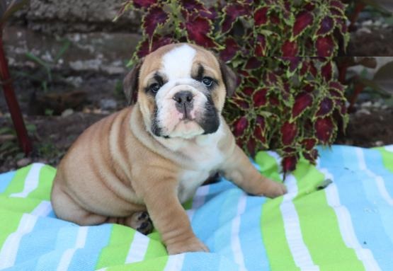 English Bulldogs,2 left. Image eClassifieds4u