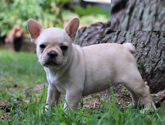 French Bulldog puppies for adoption Image eClassifieds4u