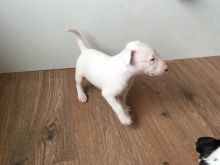 Bull Terriers,2 left. Image eClassifieds4U