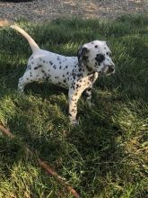 CBCA Dalmatian puppies Image eClassifieds4U