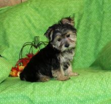 Morkie puppies, (boy and girl) Image eClassifieds4U