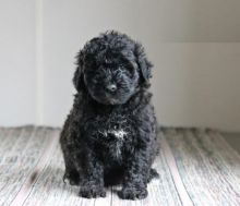 Portuguese Water Dogs,2 left. Image eClassifieds4U