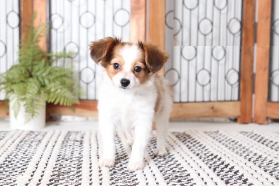 Papillon puppies for adoption Image eClassifieds4u