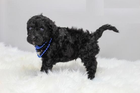 Portuguese Water Dog puppies, (boy and girl) Image eClassifieds4u