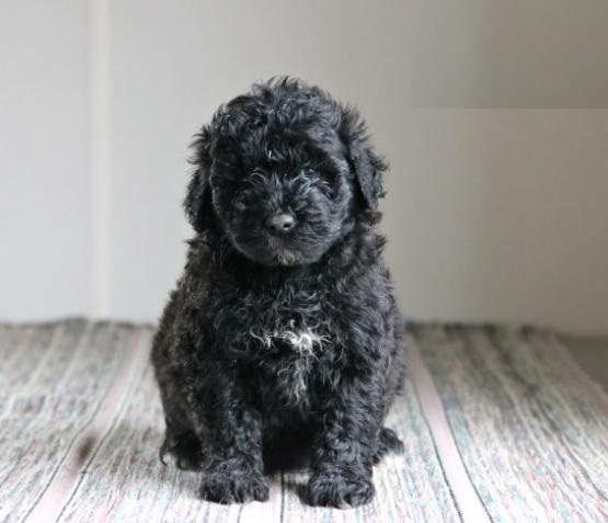 Portuguese Water Dogs,2 left. Image eClassifieds4u