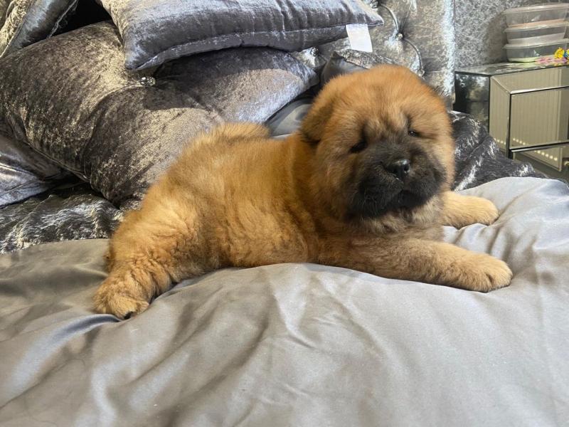 ✔✔awesome Chow CHow Puppies available for clean homes✔✔Email me mariejerbou@gmail.com Image eClassifieds4u