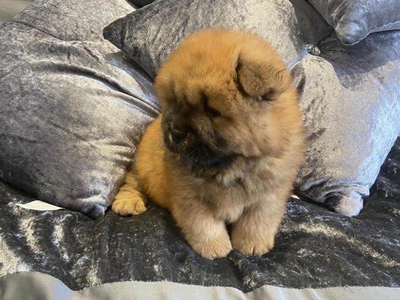 ✔✔Baby chow chow puppies For New Looking Home✔✔Email me mariejerbou@gmail.com Image eClassifieds4u