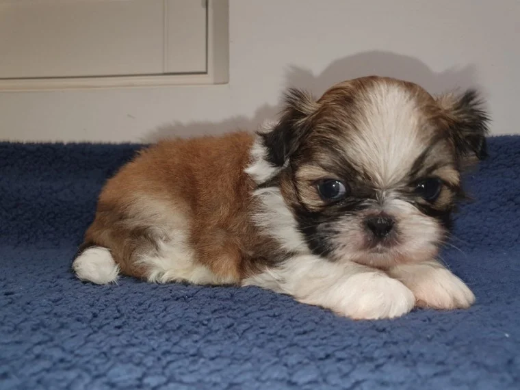 ✔✔Baby chow chow puppies Looking Home✔✔Email me mariejerbou@gmail.com Image eClassifieds4u