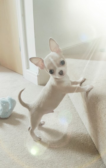 Chihuahua Puppies For Christmas Text or Call us at (908) 516-8653 Image eClassifieds4u