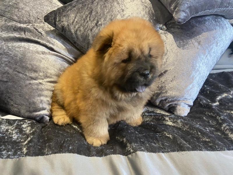 ✔✔Well trained chow chow puppies for adoption✔✔Email me@mariejerbou@gmail.com Image eClassifieds4u