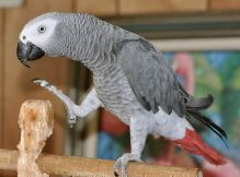 Adorable-African-Grey-Parrots Text or Call us at (908) 516-8653