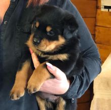 Adorable male and a female Rottweiler puppies available for good home