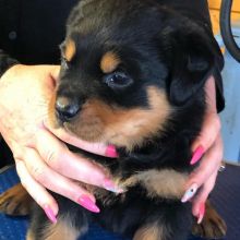 Adorable male and a female Rottweiler puppies available for good home
